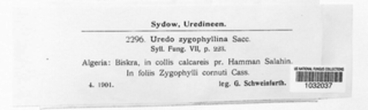 Uredo zygophyllina image